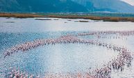 Gölde süzülen flamingolar güzellikleriyle mest etti